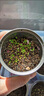 靚做創(chuàng  )意盆栽迷你綠植祝福盆栽綠植番茄種子罐頭植物桌面創(chuàng  )意兒童禮品 罐頭植物【隨機3個(gè)裝】 曬單實(shí)拍圖