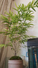 華香蘭藝華香園紅觀音竹內(nèi)門紫紅寒文米竹子苗盆栽景素材耐陰書房室內(nèi)綠植 內(nèi)門竹5桿 原盆原土發(fā)貨 曬單實(shí)拍圖