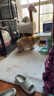 超寵愛寵物貓咪專用沐浴露成幼貓犬通用 短毛專用 賽級洗護二合一 曬單實拍圖