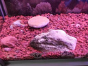 JCZS德國(guó)品牌火山石魚缸專用水族造景墊底砂古法養(yǎng)魚材料大塊過濾石火 【魚缸造景19-20斤】紅火山石5-10厘米() 曬單實(shí)拍圖