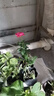瑞典女王月季夏季耐曬灌木月季帶花苞四季開花玫瑰大苗陽臺庭院 天荷+紅果汁+藍暴+紅蘋果四顆原盆原土發(fā)貨 曬單實拍圖