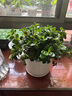 四季常青金魚花吊蘭盆栽室內(nèi)綠植花卉多肉植物發(fā)財(cái)樹好養(yǎng)易活客廳 金魚吊蘭【整盆20-30顆】原盆土 曬單實(shí)拍圖