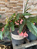 CASHW植物再生劑生根液綠蘿發(fā)財樹(shù)幸福樹(shù)營(yíng)養液花卉免稀釋液體肥通用型 即插式營(yíng)養液18g*6*2組 曬單實(shí)拍圖
