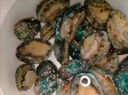 江船長(zhǎng) 冷凍鮑魚(yú) 凈重160g(18-22粒)袋裝 火鍋燒烤食材 海鮮生鮮 曬單實(shí)拍圖