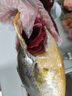 賣(mài)魚(yú)七郎 寧德黃花魚(yú)凈重2.7斤 共3條裝 國(guó)產(chǎn)福建大黃魚(yú)生鮮魚(yú)類(lèi) 海鮮水產(chǎn) 曬單實(shí)拍圖