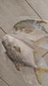 翔泰海南深海金鯧魚700g 2條 燒烤 火鍋 生鮮魚類 BAP認(rèn)證 海鮮水產(chǎn) 曬單實(shí)拍圖