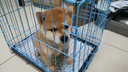 咯咪日本柴犬幼犬純種寵物狗狗活體短毛犬赤柴犬豆柴雙血統(tǒng)微笑犬狗子 寵物級  母 曬單實拍圖