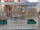 特大號鳥籠鳥籠金屬鳥籠子大號虎皮鸚鵡鳥籠八哥相思鳥籠玄鳳鳥籠 特大60*40*40（送食盒站桿）白色 曬單實(shí)拍圖