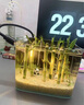 臨雅魚缸水培植物富貴竹竹林造景新手水草缸四季常綠水養(yǎng)盆栽水生綠植 萌熊竹林套餐(40缸推薦) 曬單實拍圖