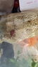 派樂特 魚缸過濾材料水族火山石陶瓷環(huán)細菌球器材用品十二合一濾材1kg 曬單實拍圖