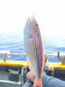 伊酷達(dá)（ECOODA） HAS三代11軸魚線輪前卸力防海水紡車輪磯釣漁輪遠(yuǎn)投海釣船釣輪 4000型 曬單實(shí)拍圖
