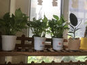 花大師 植物黑水肥料營(yíng)養液土壤活化劑寶養花澆花通用型綠植花卉盆栽肥 黑水肥料 1000ml 活土補肥 雙效 曬單實(shí)拍圖