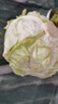 圓白菜約1kg 曬單實(shí)拍圖