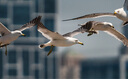 適馬（SIGMA） Art 適馬85mm F1.4 DG DN 全畫幅微單 大光圈定焦鏡頭人像鏡頭 索尼E口 官方標配 曬單實拍圖