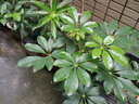 佳能（Canon）佳能r50 入門級(jí)微單相機(jī) Vlog拍攝 4K高清視頻 自拍照相 半畫幅無反 學(xué)生旅行家用 拍攝必備套裝  曬單實(shí)拍圖