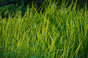 索尼（SONY） E 70-350mm F4.5-6.3 G OSS  APS-C畫幅超遠攝變焦G鏡頭 標配 曬單實拍圖