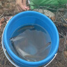 溪流小物線組小魚克星釣鳑鲏石斑白條專用秋田狐釣組成品綁好魚鉤 0.6號(hào) 盒裝2.1米2組+送漂1只+5付鉤 曬單實(shí)拍圖