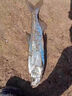 云飛魚(yú)線組釣魚(yú)線套裝全套純進(jìn)口魚(yú)線主線成品尼龍線組強(qiáng)拉力魚(yú)線 2.7米八字環(huán)【一盒 兩卷裝】 0.8【3斤左右】 曬單實(shí)拍圖