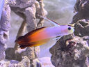 興國海（Singoseafarm）雷達 活體海水魚(yú) 噴射機缸觀(guān)賞寵物魚(yú) 珊瑚缸養定快遞包活興國海 雷達4-6cm 曬單實(shí)拍圖