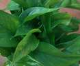 雙盟綠蘿盆栽除甲醛花卉綠植辦公室新房?jī)艋諝?10豎紋盆8盆源頭直發(fā) 曬單實(shí)拍圖