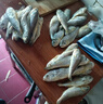 滋百尚舟山野生小黃魚新鮮冷凍海鮮黃魚燒烤夜宵食材海捕深海魚 【中小號】約18條/斤凈重2斤 曬單實拍圖