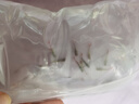 孔雀魚天使魚 純種觀賞魚淡水好養(yǎng)熱帶小型觀賞魚 孔雀魚12條送備損3條【發(fā)15條】 曬單實(shí)拍圖