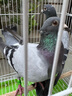 信鴿活體鴿子一對賽鴿成績(jì)鴿天落包活種鴿幼鴿青年鴿肉鴿活物鴿子 瓦灰種鴿一對（帶足環(huán)） 曬單實(shí)拍圖