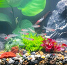 瘋狂水草坨草水草植物直接入缸魚缸植物7棵魚缸造景水溶沉木 源頭直發(fā)包郵 曬單實(shí)拍圖