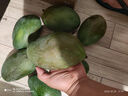 庾豐 芒果當季新鮮水果孕婦熱帶青皮芒果 大青芒樹上現摘 需催熟 10斤（凈果8.5-9斤）大果 甄選品質 京鮮直采 曬單實拍圖