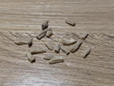 北京同仁堂麥冬250g中藥材麥冬大條四川麥門冬寸冬綿陽麥冬精品旗艦品質(zhì) 川麥冬250g【罐裝】 曬單實拍圖