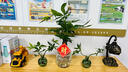 臨雅發(fā)財樹小盆栽水培植物辦公室桌面綠植源頭直發(fā) 雙桿含瓶+圓塑托 曬單實拍圖