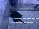 吉印刀鋒s魚缸燈led燈防水全光譜魚缸照明燈水草燈小型超白魚燈56cm 曬單實(shí)拍圖