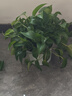 納美（Namei）小蘇打牙膏美白去漬去黃清新口氣含氟牙齒亮白牙齦護(hù)理去口臭成人 白珍珠 160g*3支 （共480g） 曬單實(shí)拍圖