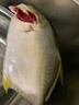 翔泰 海南金鯧魚凈重900g 2條裝  魚類生鮮 燒烤 火鍋食材 海鮮水產(chǎn) 曬單實拍圖