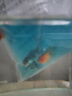 金魚（Jinyu）【精品高質(zhì)】蘭壽金魚淡水錦鯉觀賞魚國粹耐活好養(yǎng) 蘭壽+泰獅各2條4-5CM 曬單實(shí)拍圖