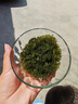 【海葡萄藍盒裝300g】鹽漬海藻海帶裙帶菜兒童零食爆珠脆爽解壓 一盒【送芥末醬油】 每盒三袋每袋100g固形物35% 曬單實(shí)拍圖