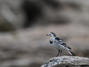 尼康（Nikon）AF-S 尼克爾 200-500mm f/5.6E ED VR 遠(yuǎn)攝變焦鏡頭 AF-S 200-500mm f5.6E VR 官方標(biāo)配 曬單實(shí)拍圖