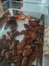派樂特魚缸濾材水族箱底砂龜多肉裝飾造景擺件增色降酸水質火山石巖1kg 曬單實拍圖