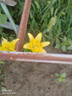 鑫意香水百合種球盆栽四季開(kāi)花花卉種子種球百合花種球易養(yǎng)護(hù)花卉綠植 黃色百合種球4個(gè)+肥料一包 曬單實(shí)拍圖