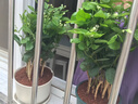【雅之典】重瓣茉莉花盆栽室內(nèi)觀花植物四季好養(yǎng)帶花苞開(kāi)花不斷綠植 茉莉花6年苗【黃綠加侖盆】 好養(yǎng)活 曬單實(shí)拍圖