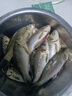 龍王恨魚餌藍鯽青春版腥香餌料江河湖庫野釣鯽魚鯉魚草魚鳊魚餌料魚食 藍鯽·青春版-腥香(300g/包)*5 曬單實拍圖