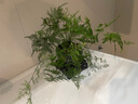 綠籮發(fā)財樹(shù)水培植物盆栽室內富貴竹薄荷多肉花卉四季綠植梔子花蘿 【6盆】發(fā)財樹(shù)+富貴竹+梔子+文竹+羅漢松+萬(wàn)重山 含盆 曬單實(shí)拍圖