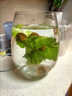 歡晉特大號水培植物玻璃瓶透明水養綠蘿花瓶花盆圓形容器魚(yú)缸器皿擺件 30圓球特大號(含水培定植籃) 曬單實(shí)拍圖