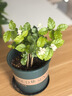 開時果 四季桂花盆栽樹苗濃香型 新中式盆景辦公室內(nèi)綠植物源頭直發(fā)包郵 精品四季桂+原土發(fā)貨（不含盆） 【整高約40-50cm左右】 曬單實拍圖