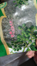 新鮮青花椒超市生鮮鮮藤椒調(diào)料青麻椒花椒 保鮮青花椒 350g *1袋 曬單實(shí)拍圖
