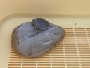 寵小帥生態(tài)烏龜缸雙層濾水綠植造景魚(yú)龜混養缸客廳水族箱底濾龜缸爬寵箱 黃色【47*36*15】雙層濾水缸 曬單實(shí)拍圖