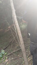 科邁克德國鋰電往復鋸家用電鋸電動馬刀鋸切割機小型園林修枝電動農(nóng)具 高續(xù)航[10節(jié)雙電池]塑箱+9支鋸片 曬單實拍圖