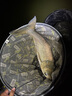 光威（GW） 光威荒武技綜合版輕量大物版手竿巨物魚竿28/19調(diào)臺釣綜合4.5/5H 7.2m 荒武技輕量大物 曬單實拍圖