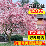 玉蘭花樹(shù)苗帶花苞盆栽適合家門(mén)口種的大樹(shù)庭院耐寒紫白廣玉蘭花卉 【紫玉蘭】3cm粗，高度1.4米左右 曬單實(shí)拍圖