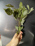 正山堂 金駿眉紅茶  2025新茶 武夷山桐木關(guān)特級茶葉小罐裝 送禮禮品 100g 曬單實(shí)拍圖